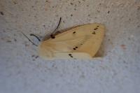 Spilarctia lutea