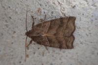 Ipimorpha retusa