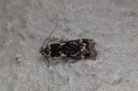Anacampsis blattariella