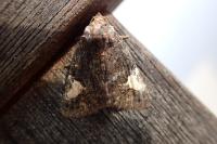 Aedia funesta