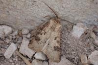 Agrotis clavis clavis