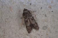Blastobasis glandulella