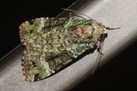 Anaplectoides prasinus