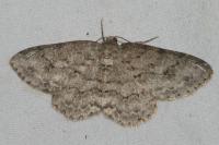 Ectropis crepuscularia