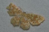 Hydrelia flammeolaria