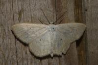 Scopula immutata