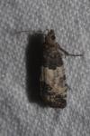 Spilonota ocellana