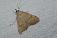 Udea fulvalis