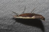 Ypsolopha dentella