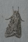 Acronicta aceris