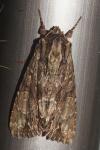 Apamea monoglypha monoglypha