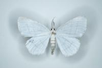Cabera exanthemata