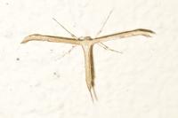 Emmelina monodactyla