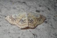 Cyclophora annularia