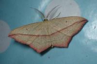 Timandra comae