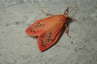 Miltochrista miniata