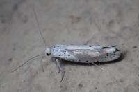 Yponomeuta rorrella