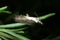 Acleris cristana