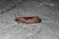 Epinotia solandriana