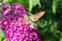 Hemaris fuciformis