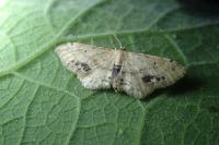 Idaea dimidiata