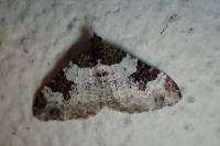 Xanthorhoe fluctuata