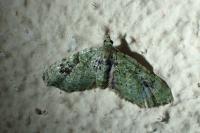 Chloroclystis v-ata
