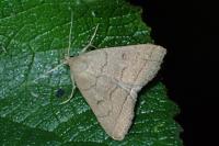 Herminia tarsipennalis