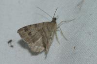 Macaria signaria