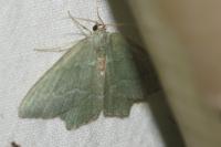 Thalera fimbrialis