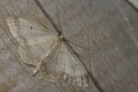 Idaea biselata