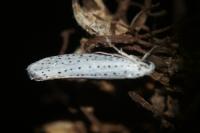 Yponomeuta evonymella