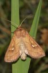 Mythimna conigera
