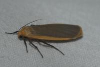 Katha depressa