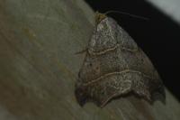 Laspeyria flexula