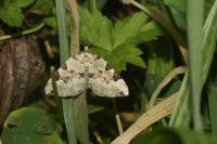 Colostygia pectinataria