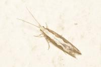 Plutella xylostella