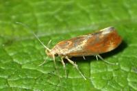 Metalampra cinnamomea