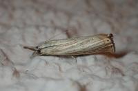 Chrysoteuchia culmella
