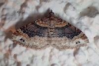 Xanthorhoe ferrugata