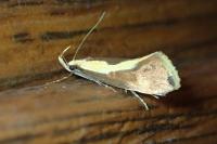 Harpella forficella