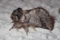 Thaumetopoea processionea