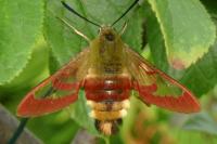 Hemaris fuciformis
