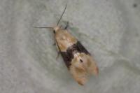 Eupoecilia ambiguella