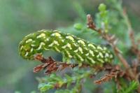 Anarta myrtilli