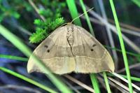 Watsonalla binaria