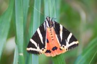 Euplagia quadripunctaria
