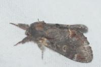 Notodonta dromedarius