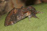 Notodonta dromedarius