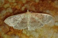 Patania ruralis